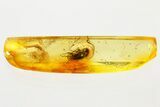 Detailed Fossil Long-Legged Fly (Dolichopodidae) in Baltic Amber #367539-1